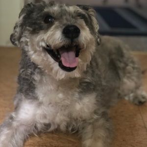 Meet your Posher, Allison